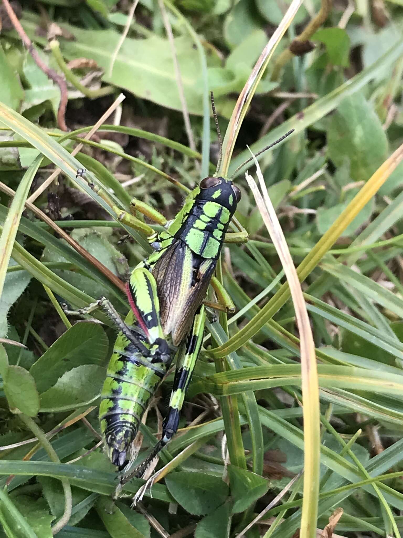 Image of Long-winged Mountain Grasshopper