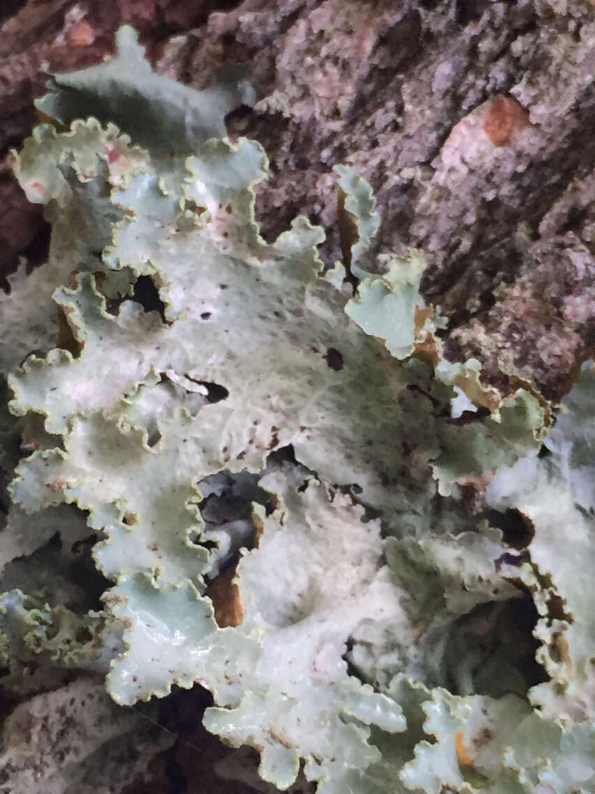 Image of Varied Rag Lichen