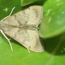 Image of Moth