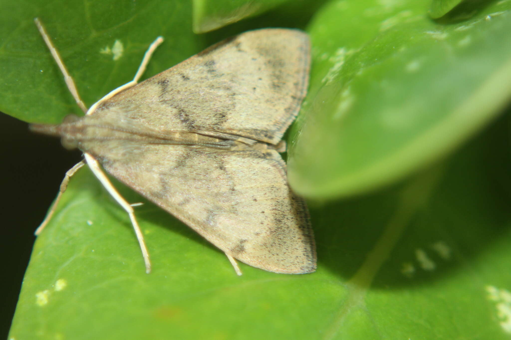 Image of Moth