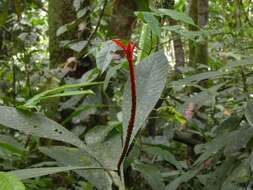 Image of Aphelandra lingua-bovis Leonard