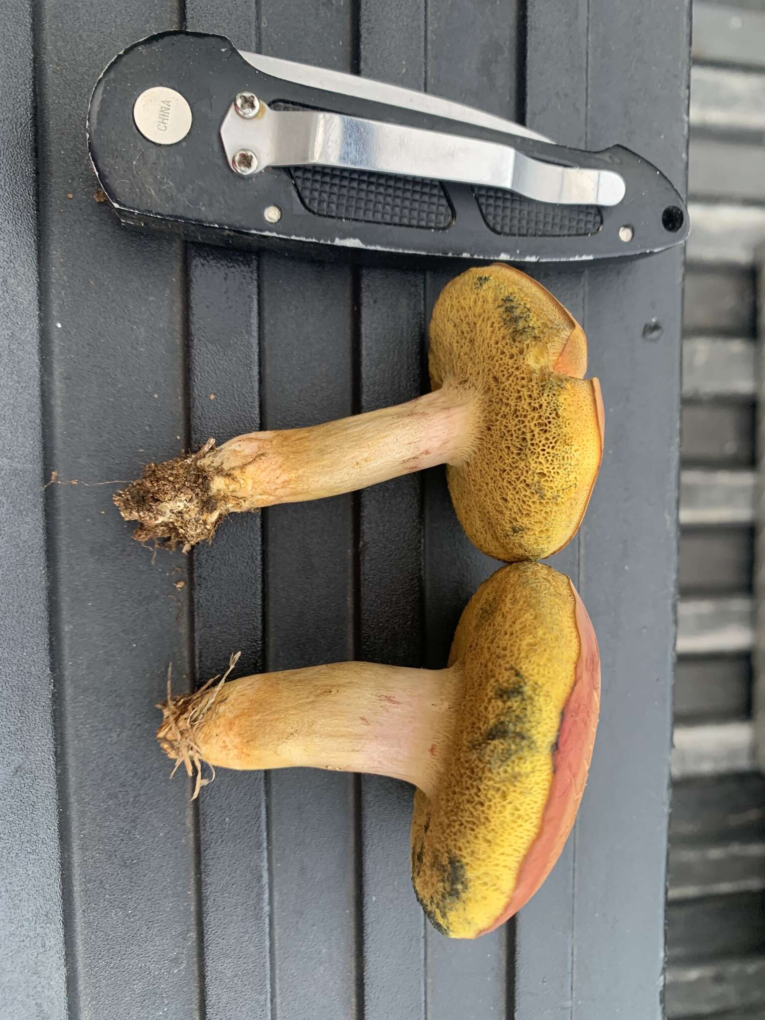 Image of Boletus patrioticus T. J. Baroni, Bessette & Roody 1998