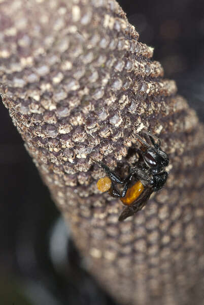 Image of Fox-colored Stingless Bee