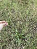 Image of rat-tail grass