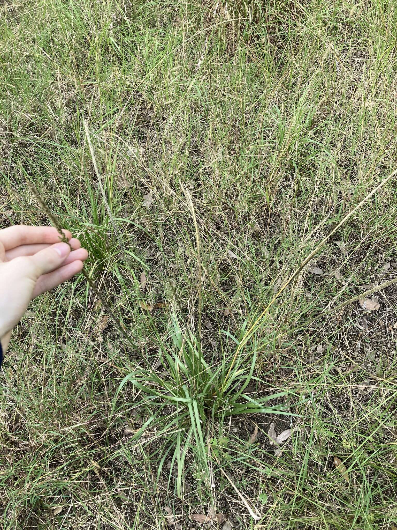 Image of rat-tail grass