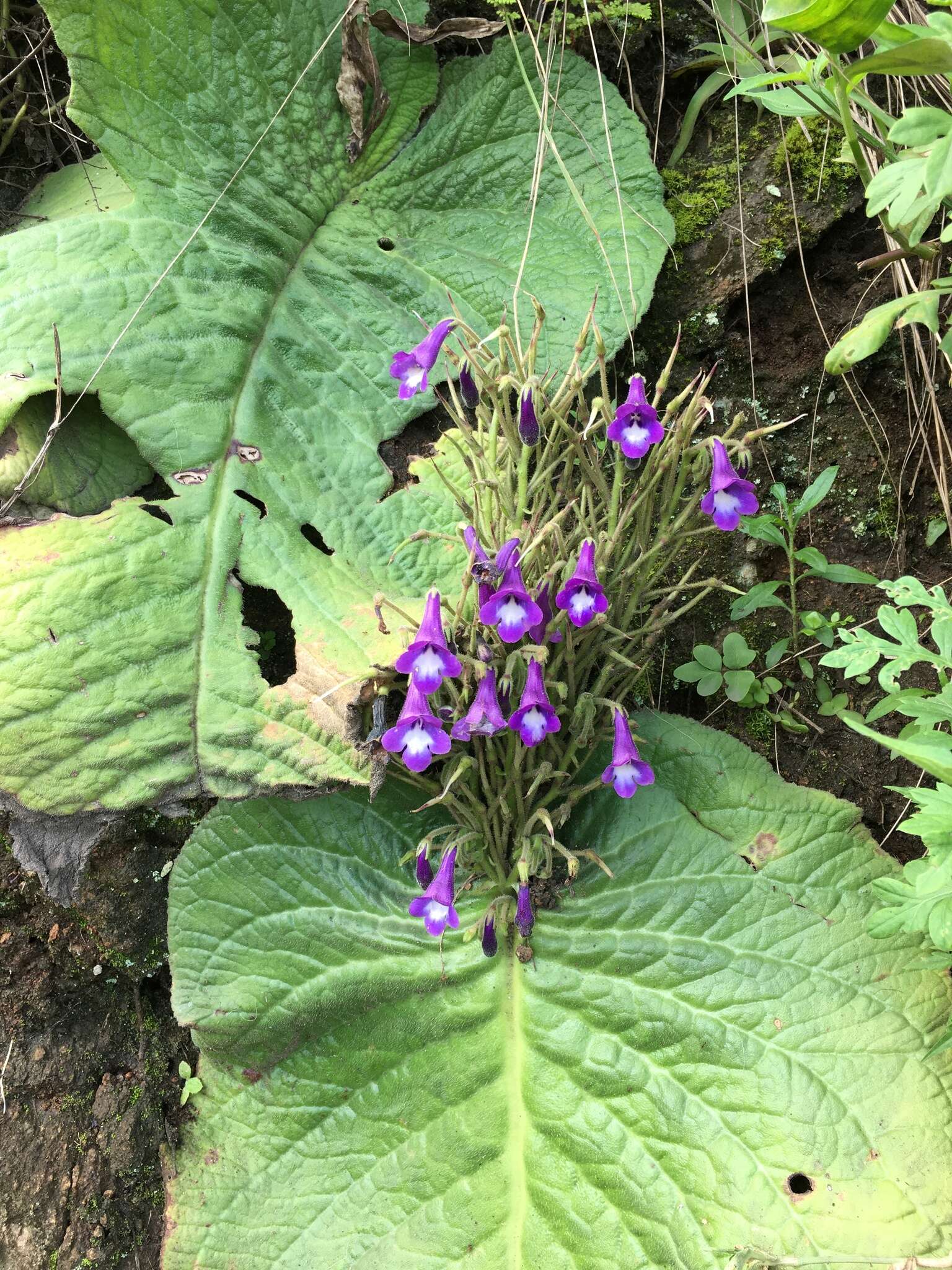 Image of Streptocarpus cooksonii B. L. Burtt