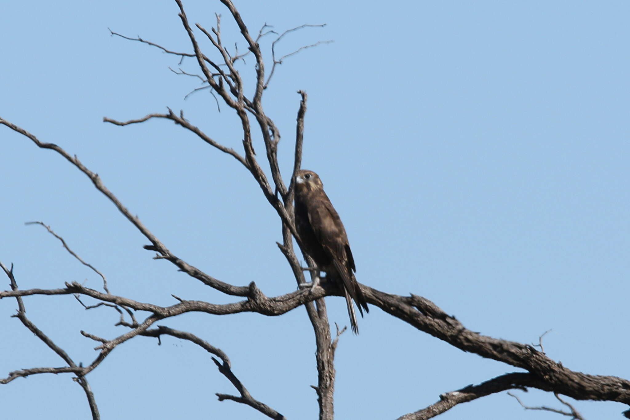 Image of Brown Falcon