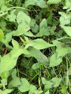 Sivun Persicaria thunbergii (Sieb. & Zucc.) H. Gross kuva