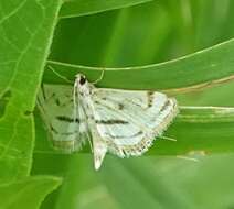 Image of Chestnut-marked Pondweed Moth