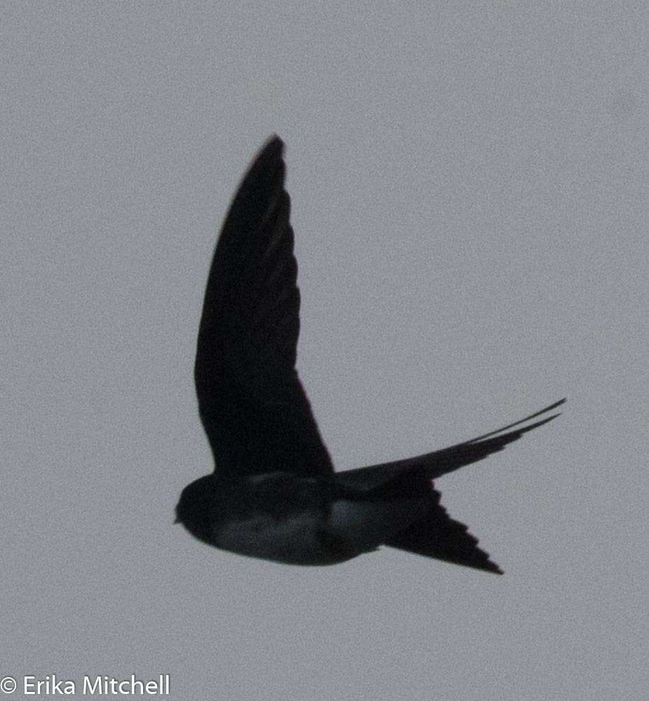 Image of Caribbean Martin