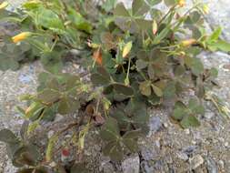 Image of Oxalis corniculata var. corniculata