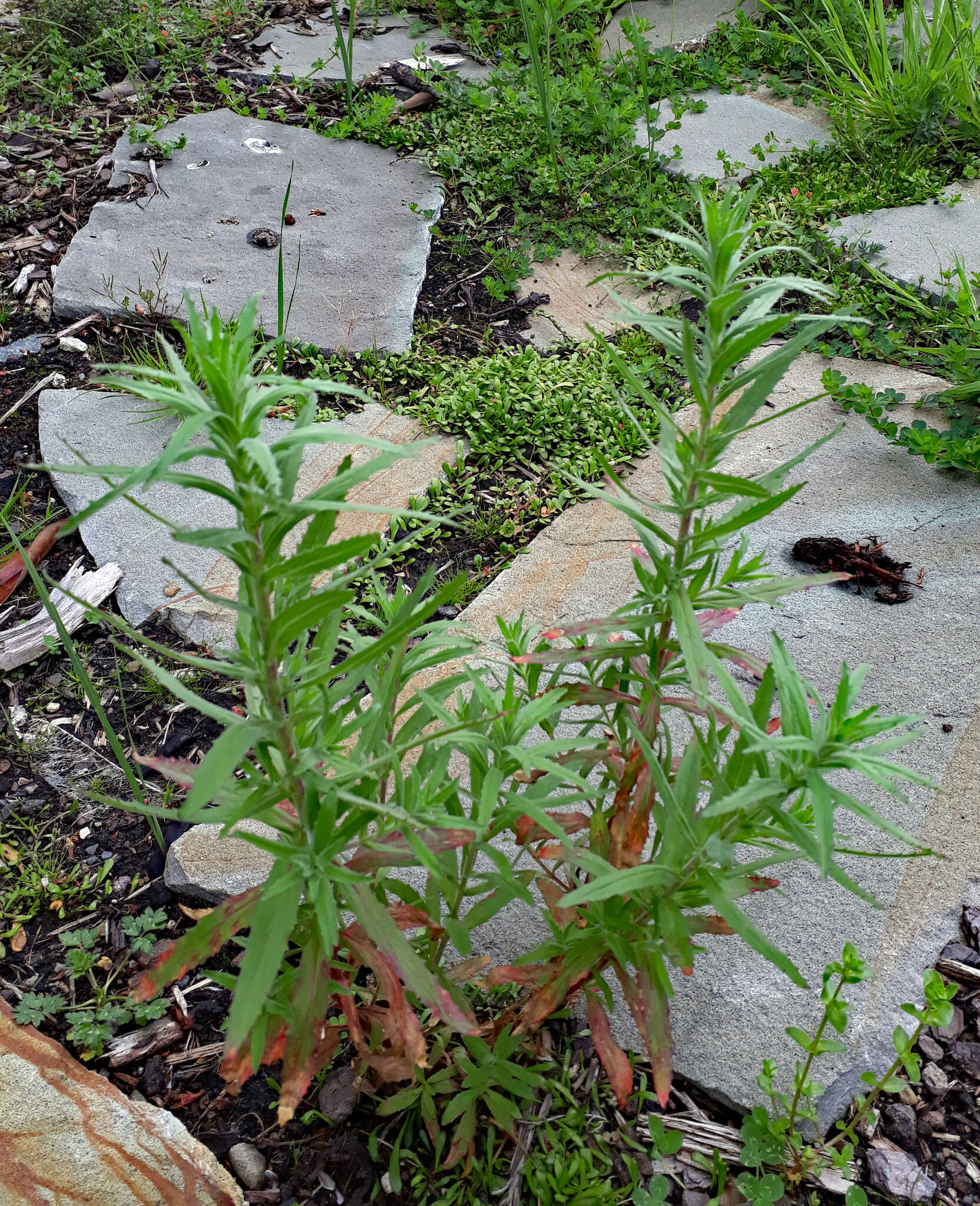 Image of Epilobium hirtigerum A. Cunn.