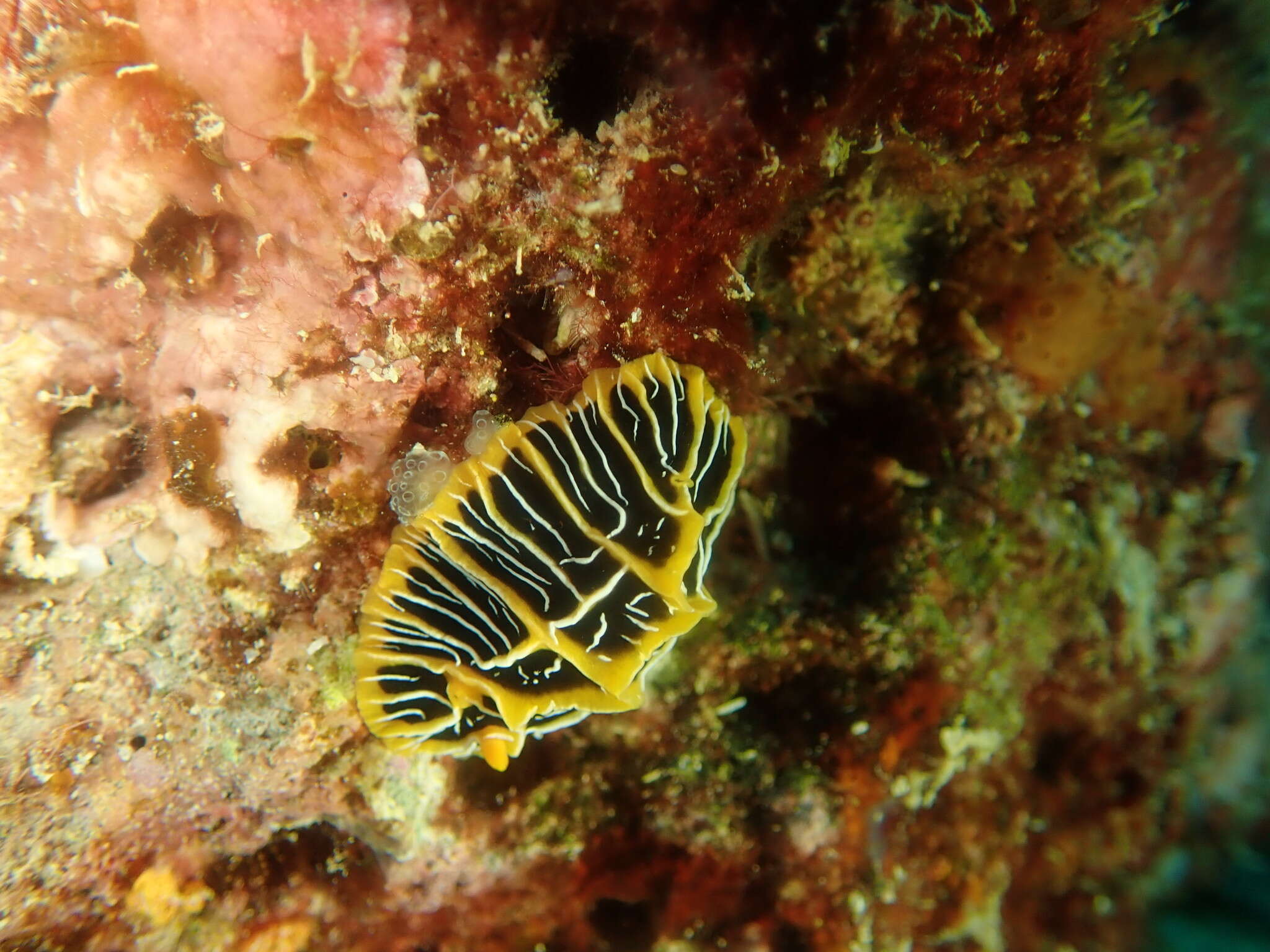 Image of Orange ridge black slug