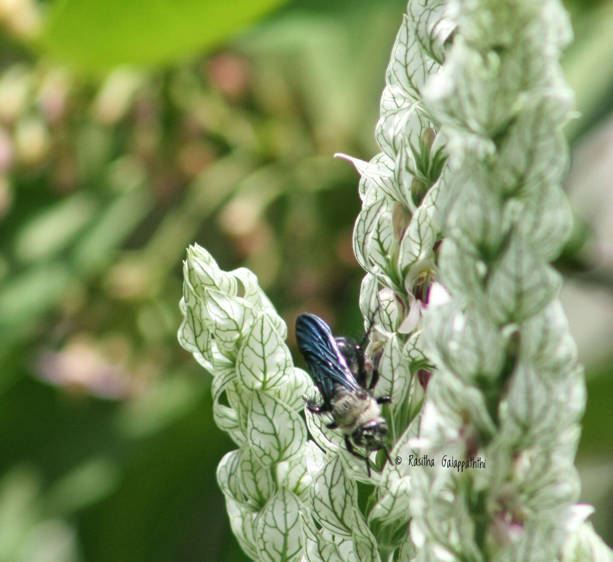 صورة Campsomeriella collaris (Fabricius 1775)