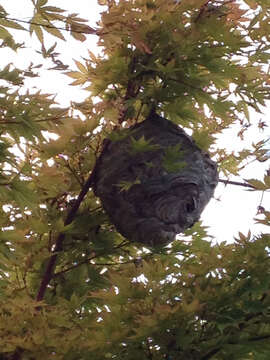 Image of Bald-faced Hornet