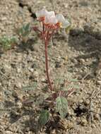 Imagem de Chylismia claviformis subsp. integrior (P. H. Raven) W. L. Wagner & Hoch