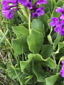 Primula latifolia Lapeyr. resmi