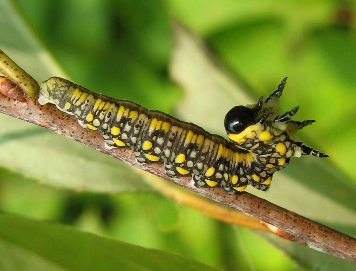 Plancia ëd Diprion similis (Hartig)