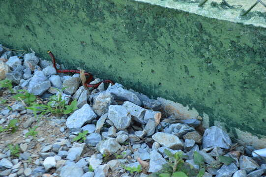 Image of Speckled coral snake