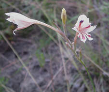 Image of Gladiolus engysiphon G. J. Lewis