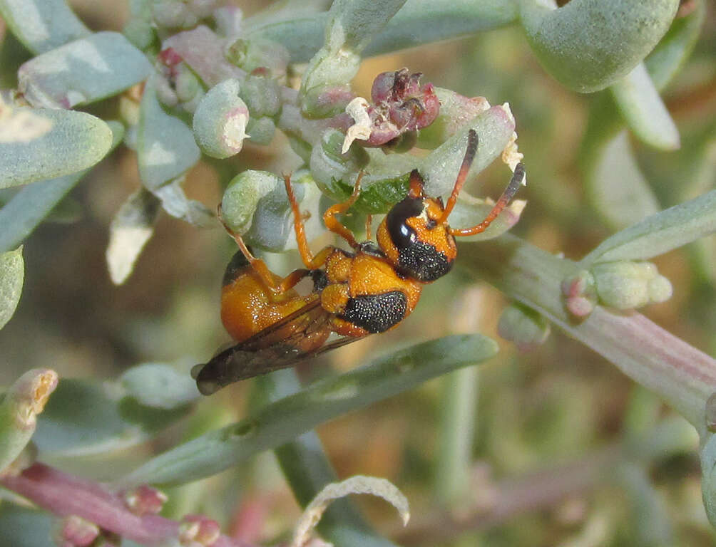 Sivun Brachyodynerus magnificus (Moravitz 1867) kuva