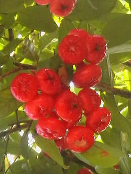 Image of Java rose apple