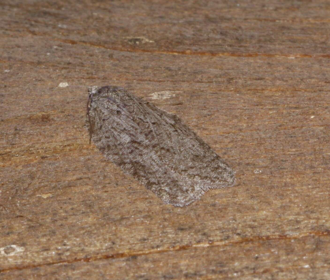 Image of Acleris maximana Barnes & Busck 1920