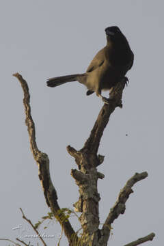 Image of Purplish Jay