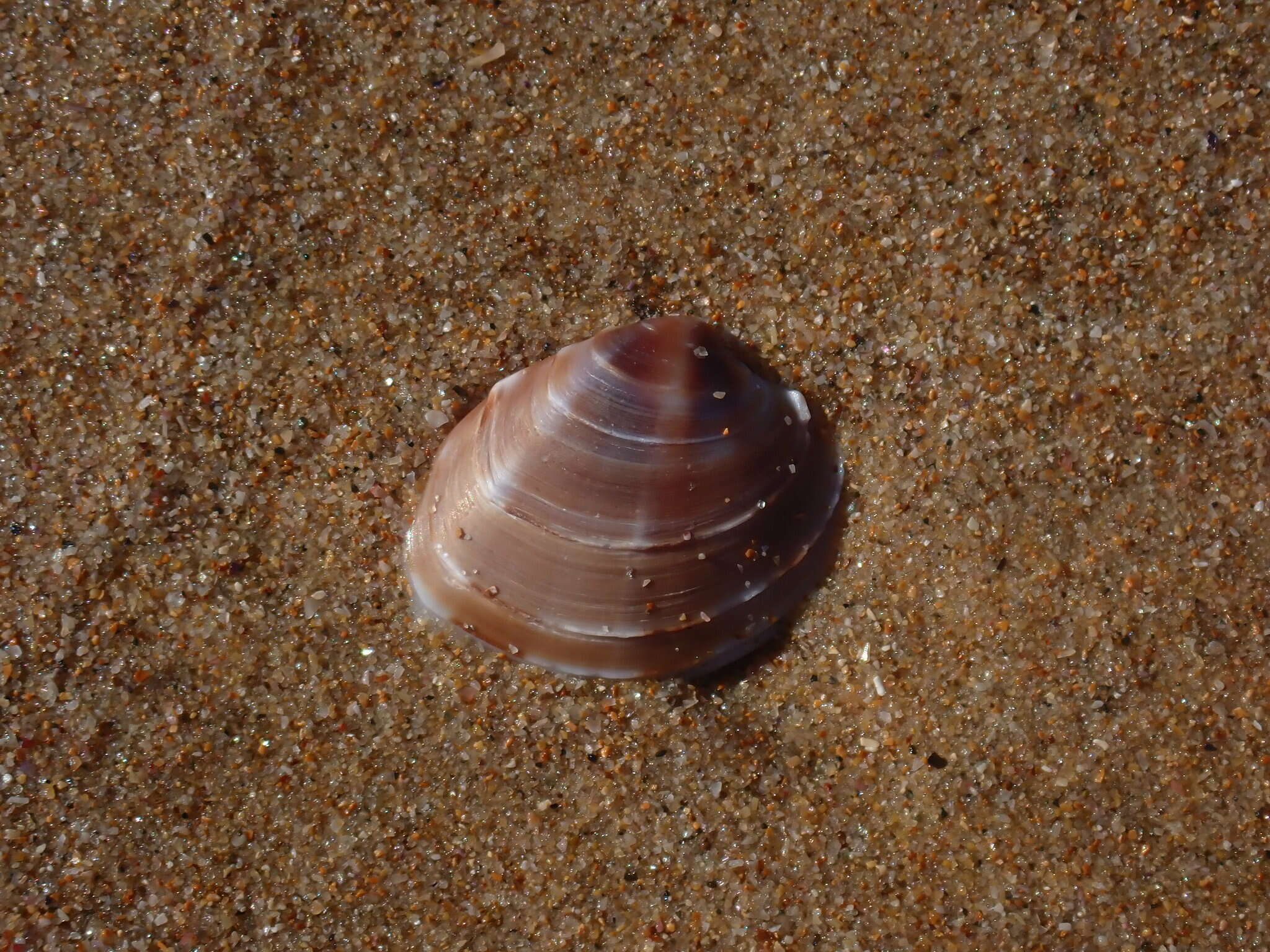 Image of Bassina jacksonii (E. A. Smith 1885)