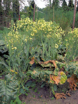 Image of white cabbage