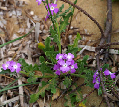 Image of Matthiola tricuspidata (L.) W. T. Aiton