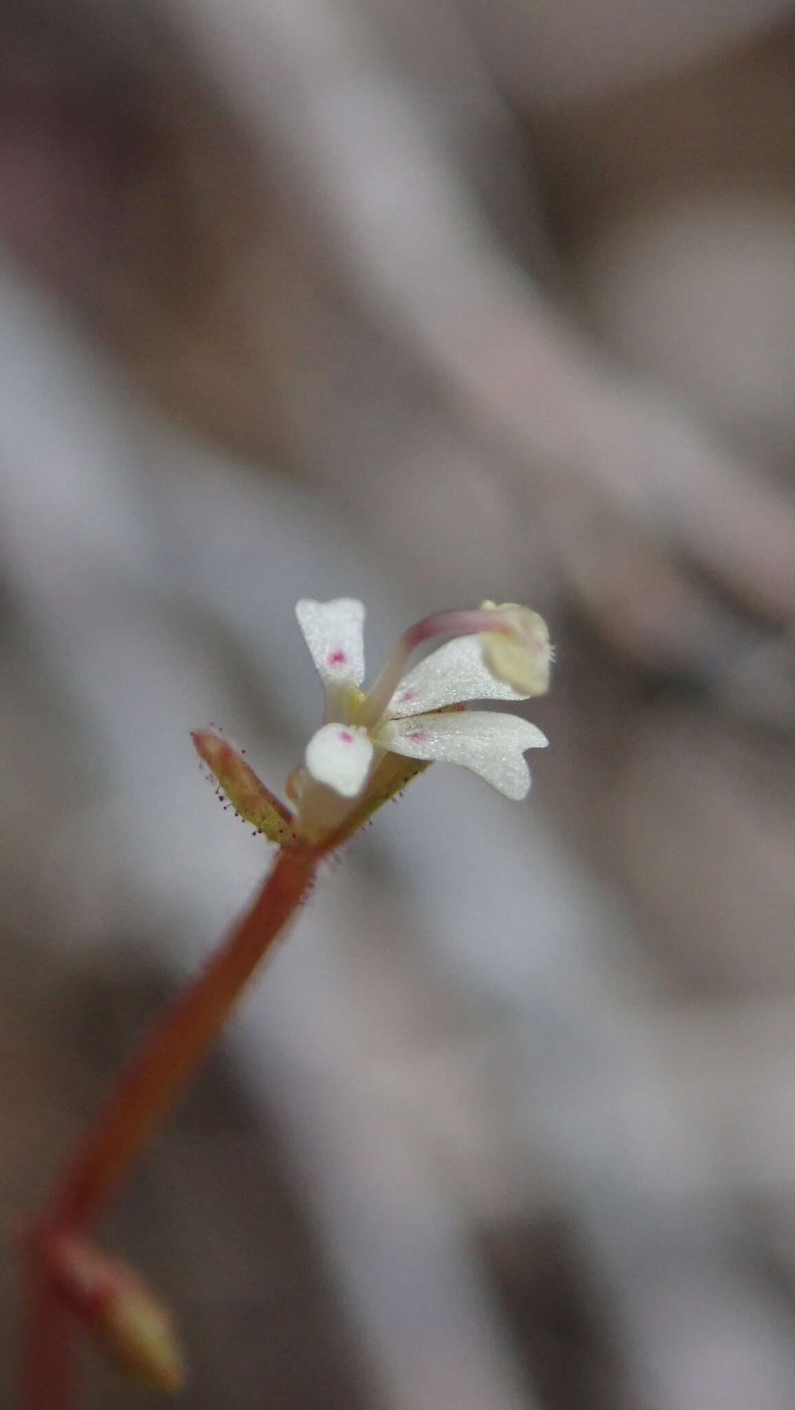 Sivun Stylidium uliginosum Sw. ex Willd. kuva