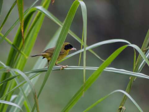 Image of Olive-crowned Yellowthroat