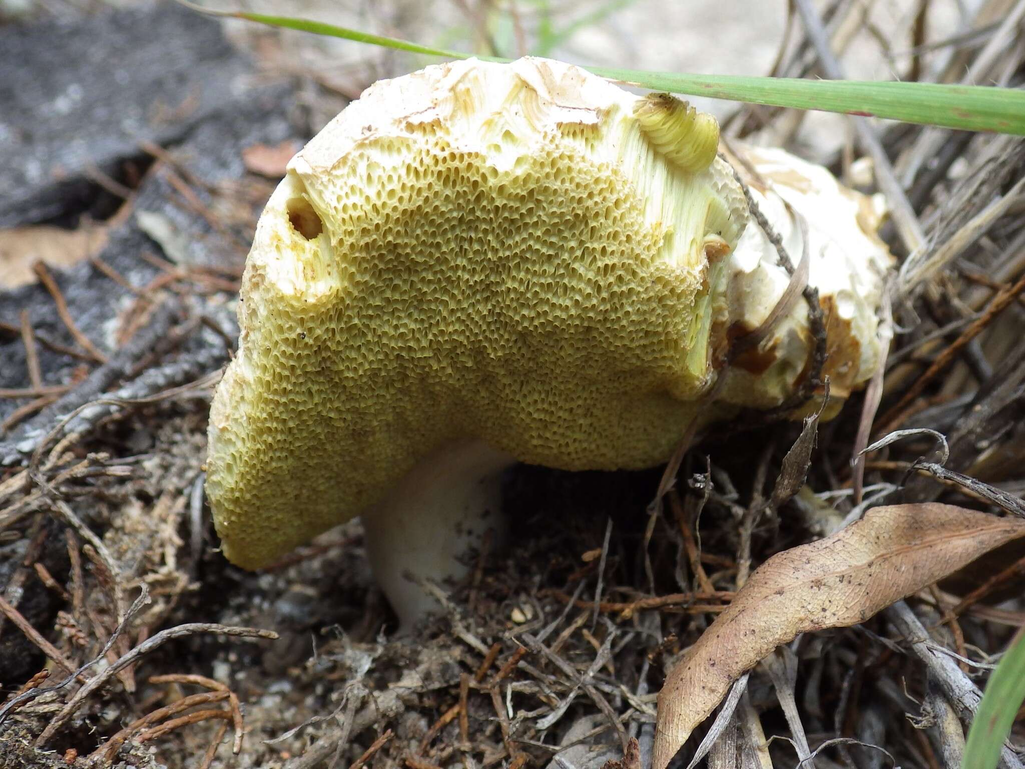 Image of Boletus austroedulis Halling & N. A. Fechner 2014