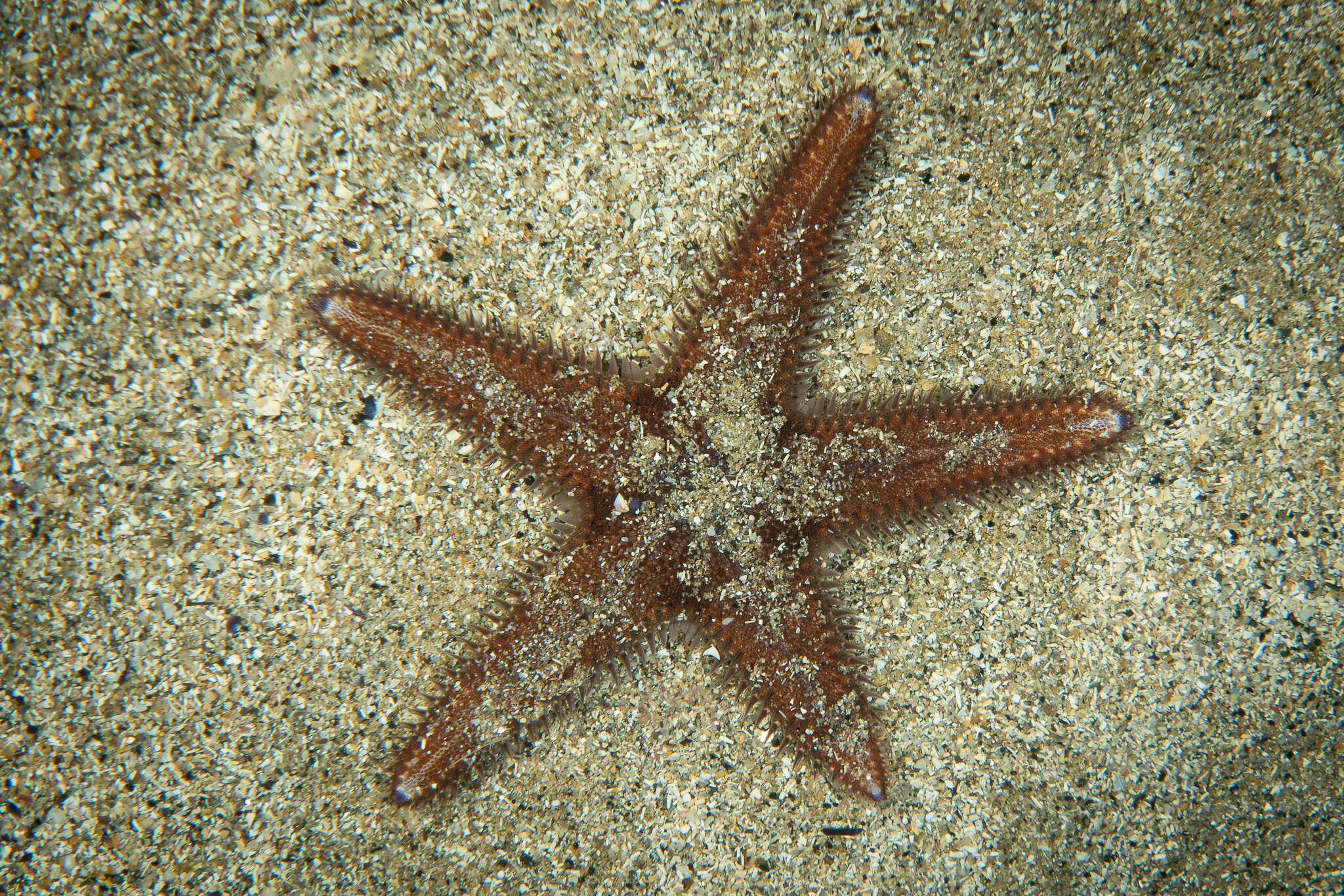 Image of Astropecten spinulosus (Philippi 1837)