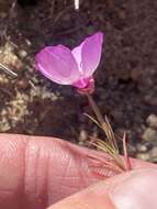 Plancia ëd Clarkia cylindrica subsp. cylindrica