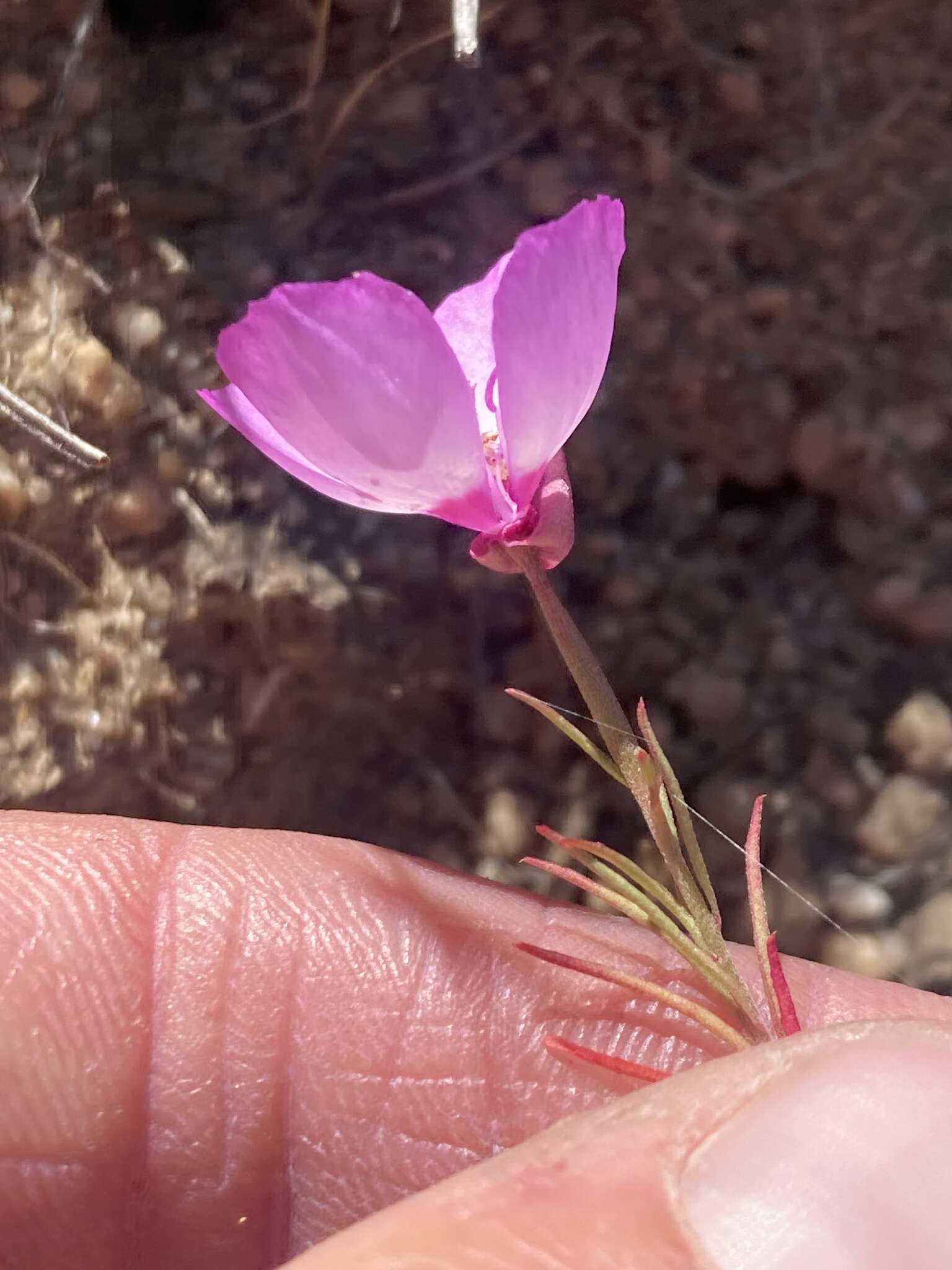 Plancia ëd Clarkia cylindrica subsp. cylindrica