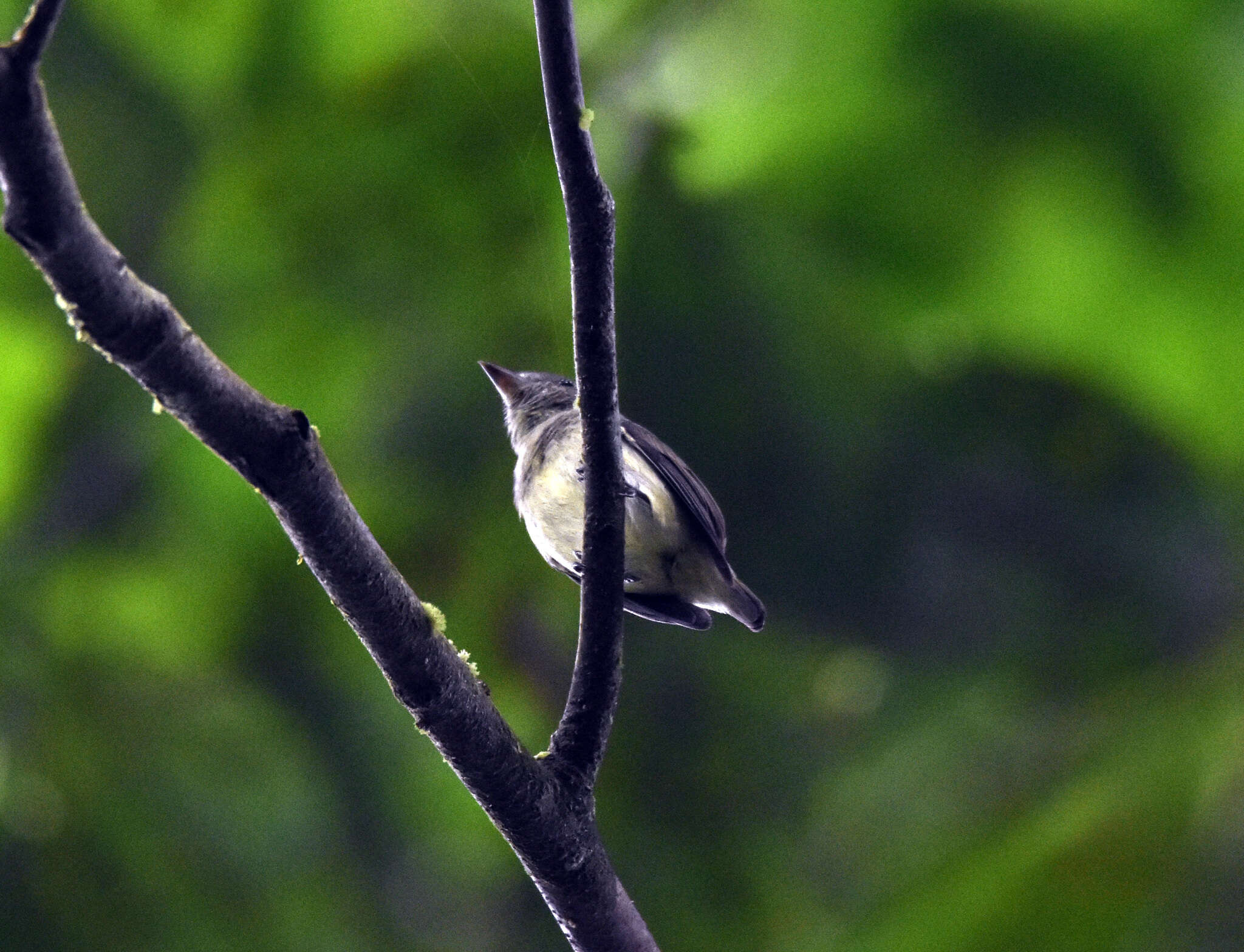 صورة Tyranneutes stolzmanni (Hellmayr 1906)