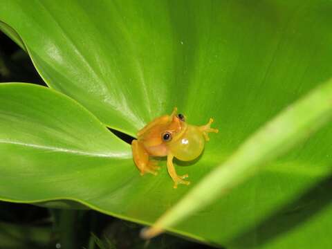 Image of Dendropsophus mathiassoni (Cochran & Goin 1970)