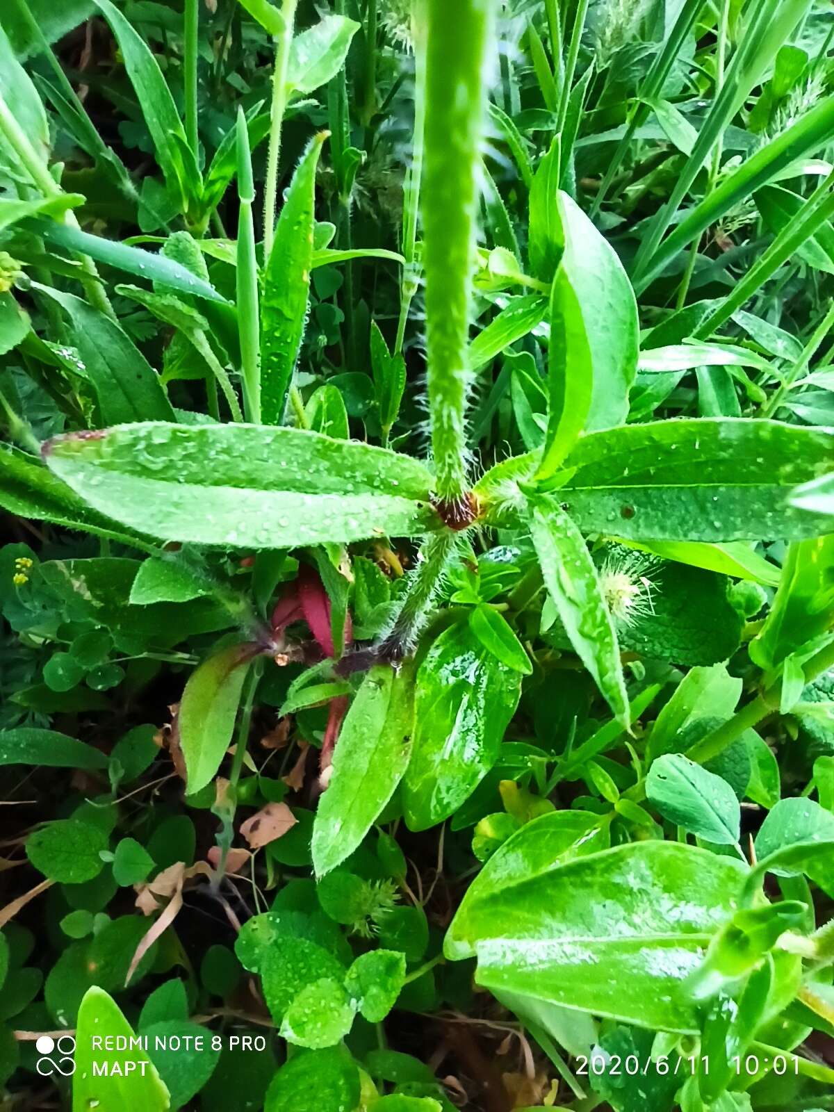 Silene bellidifolia Jacq.的圖片