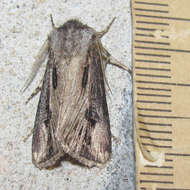 صورة Agrotis venerabilis Walker 1856