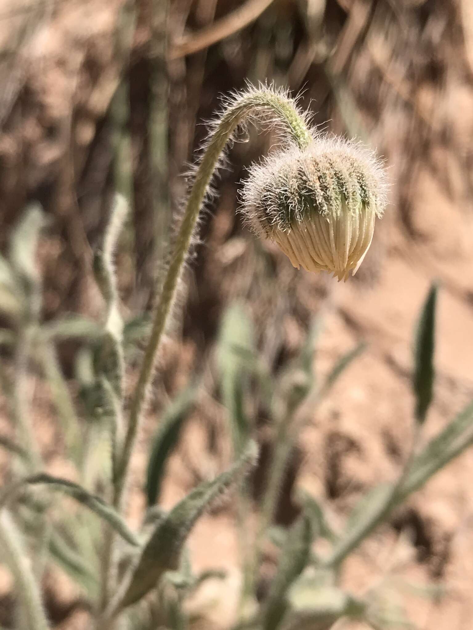 Image of Navajo fleabane