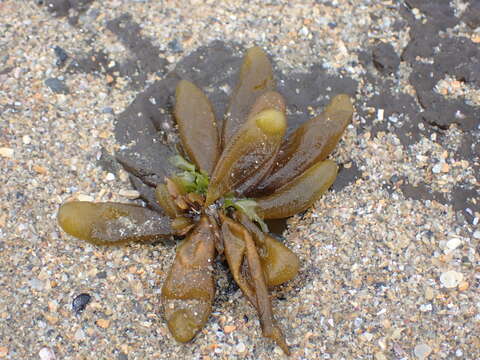 Image of Adenocystis utricularis