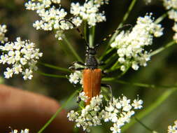 Image of Stictoleptura variicornis (Dalman 1817)