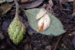 Image of Magnolia chiguila F. Arroyo, Á. J. Pérez & A. Vázquez