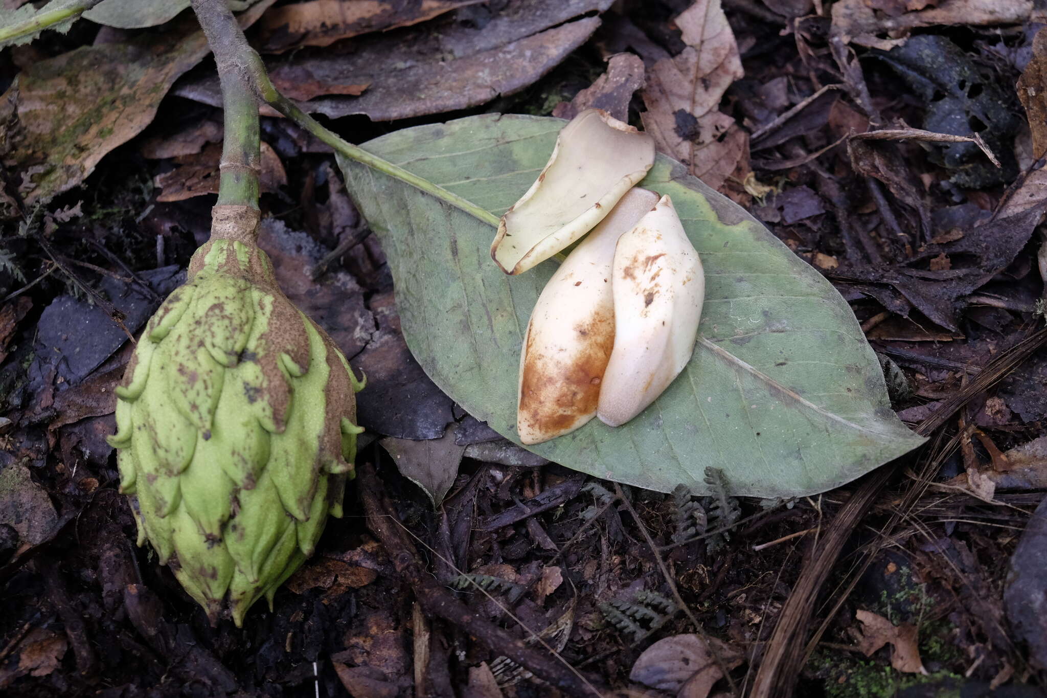 Слика од Magnolia chiguila F. Arroyo, Á. J. Pérez & A. Vázquez