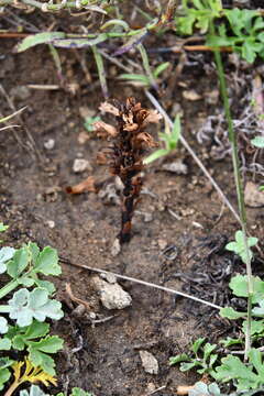 Image of Orobanche coerulescens Stephan