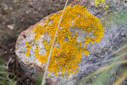 Image of candelina lichen