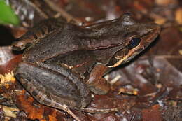 Image of Bolivian White-lipped Frog