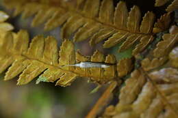 Image of Sagephora phortegella Meyrick 1888